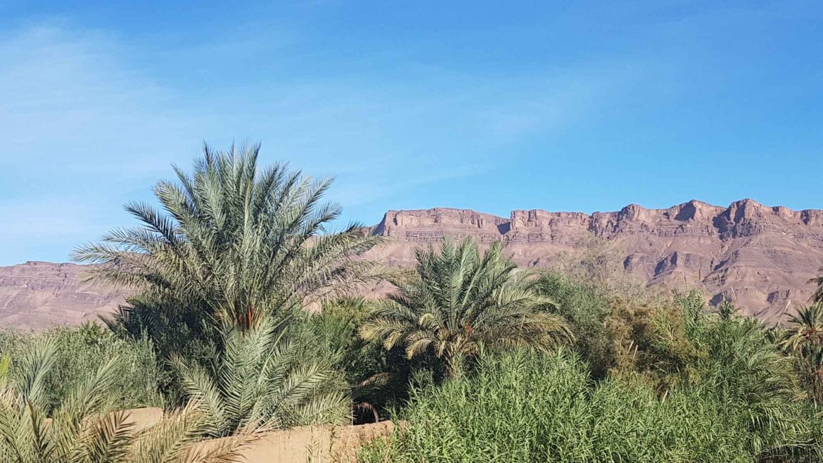 palmiers dans un oasis dans le sud du Maroc