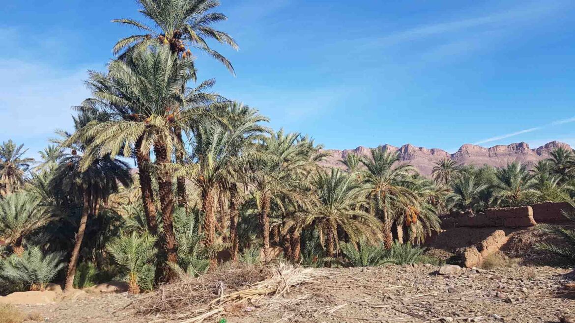 oasis dans le sud du Maroc