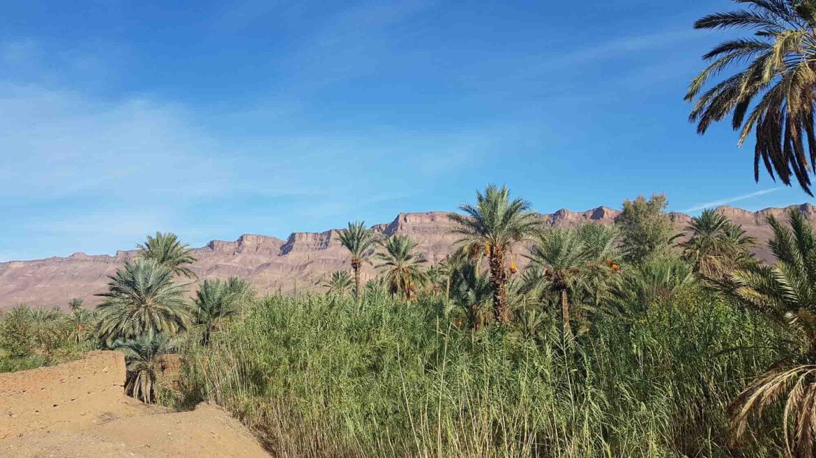 palmiers dans une oasis