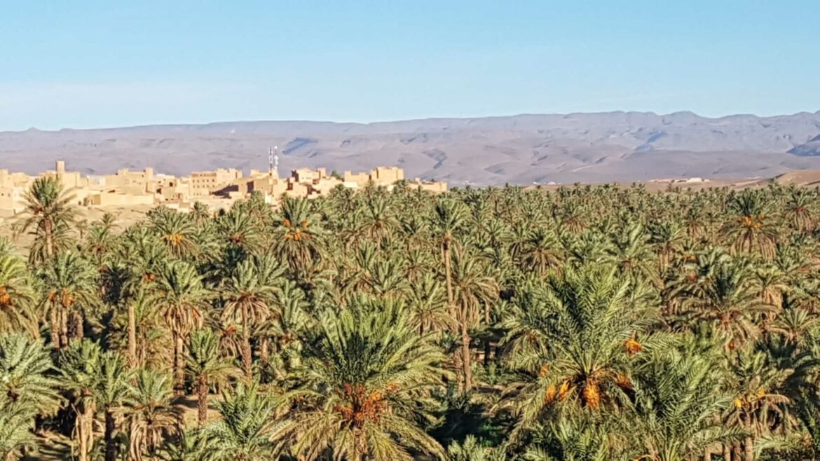 oasis dans le sud marocain