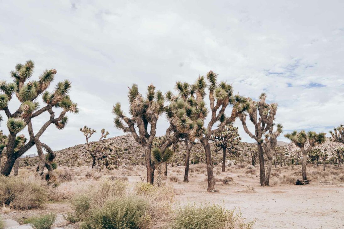 désert de Mojave
