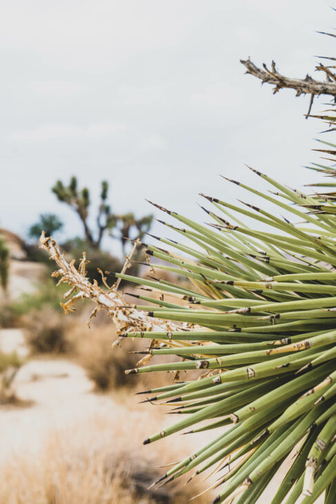 cactus californien