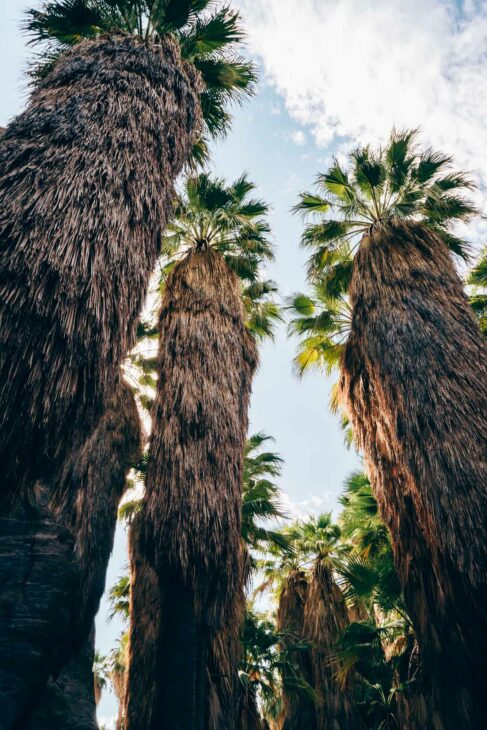 palmiers géants