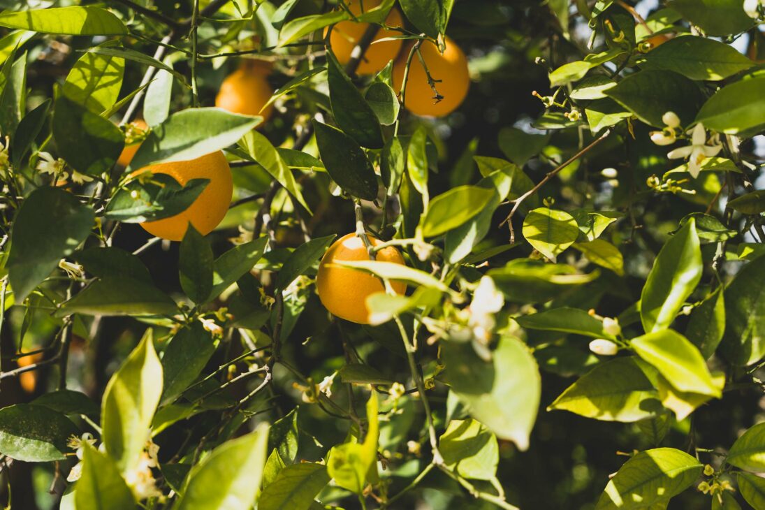 oranger du Maroc