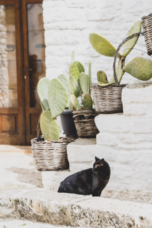 chat noir dans un village des pouilles