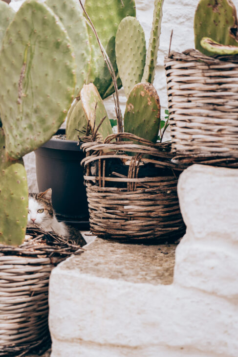 chat au milieu de cactus