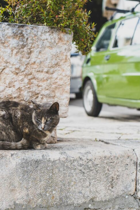 petit chat dans les rues d'italie