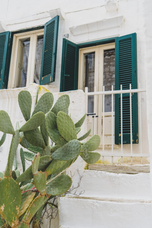 cactus devant une maison aux volets verts