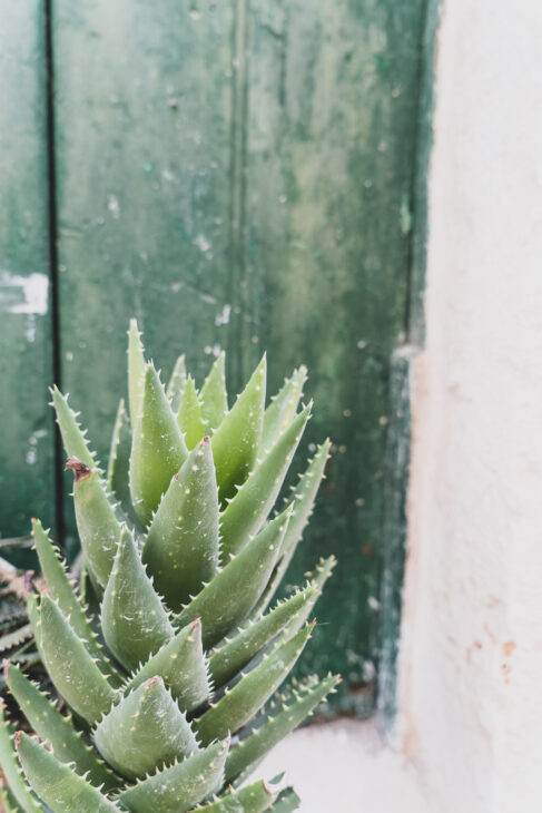 cactus devant une porte verte