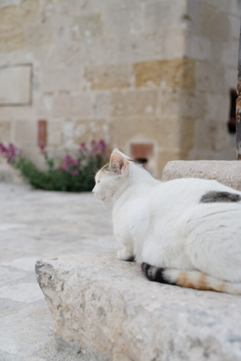 chat blanc sur un mur de pierre