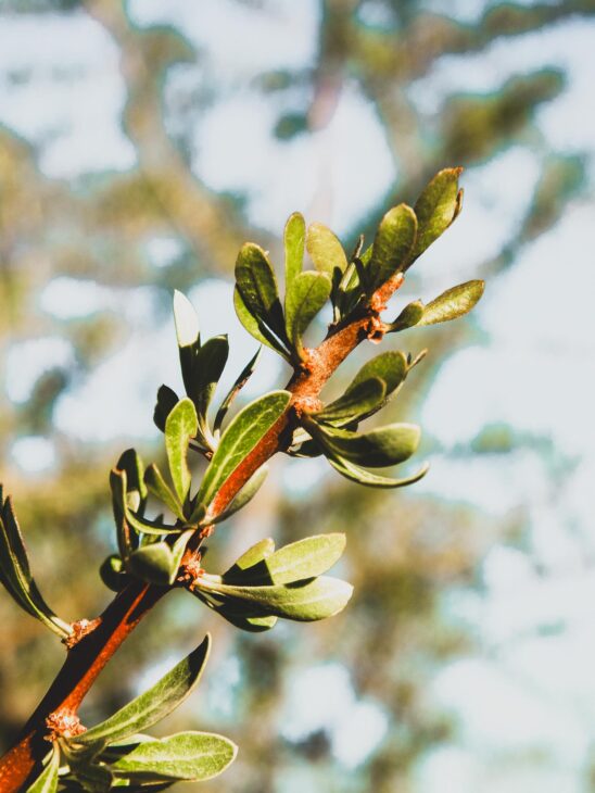 branche d'olivier au Maroc