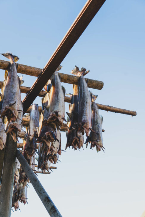 poisson sur un séchoir des lofoten