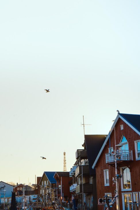 oiseaux et maisons rouges à Henningsvaer