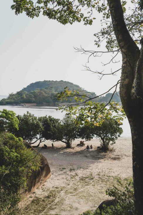 arbre sur la plage de paqueta