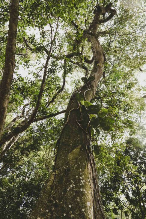 arbre géant au brésil