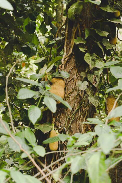 fruits du jaquier sur l'arbre