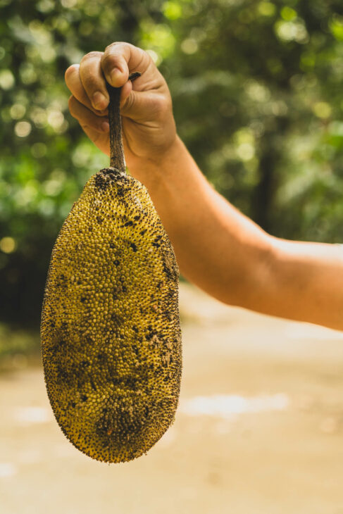 main qui tient un fruit du jaquier