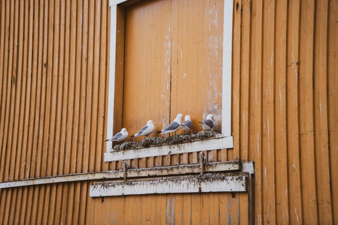 mouettes alignées sur une façade de rorbu orange