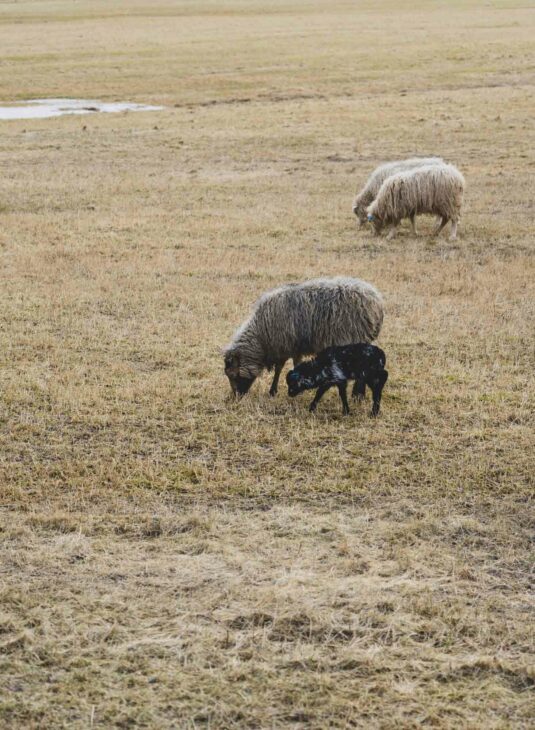 mouton et son petit dans les lofoten