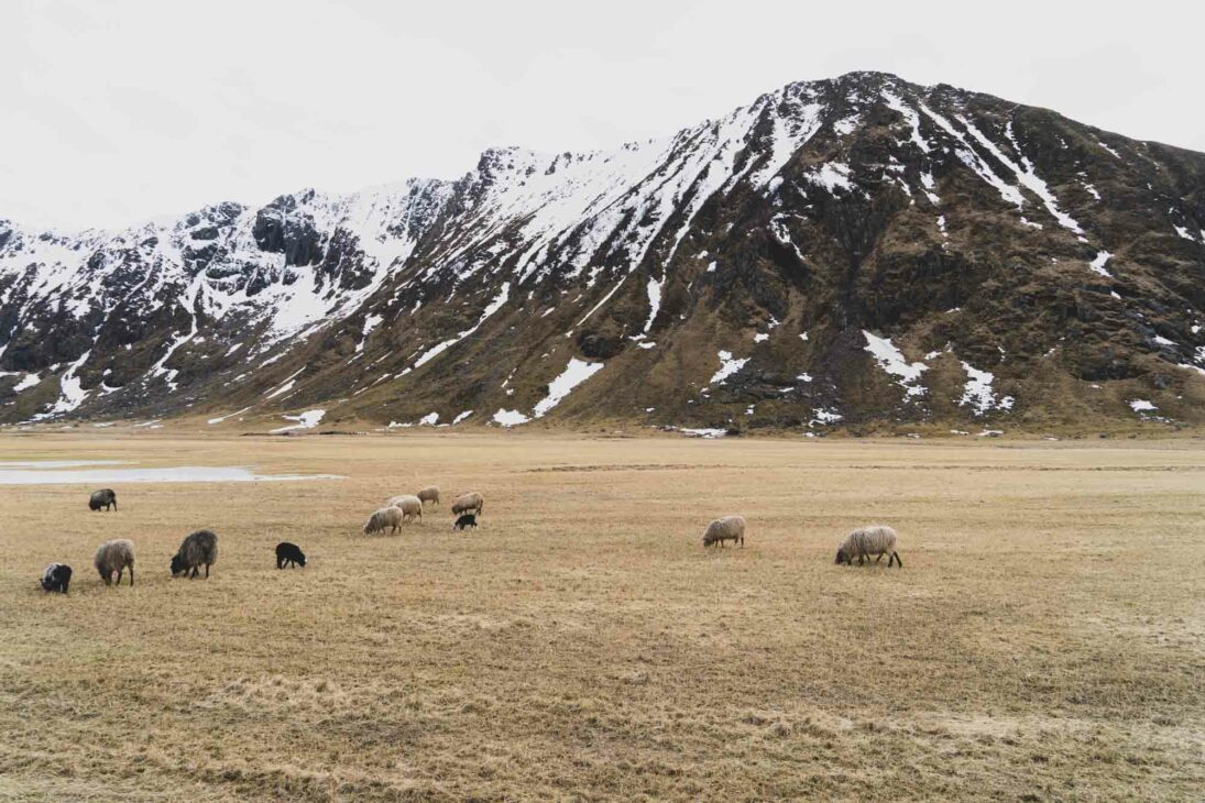 moutons noirs dans les lofoten