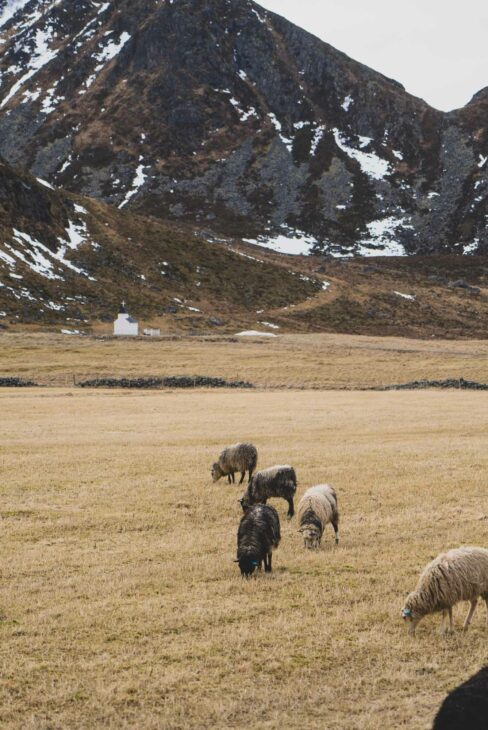 moutons devant une montagne Des îles Lofoten