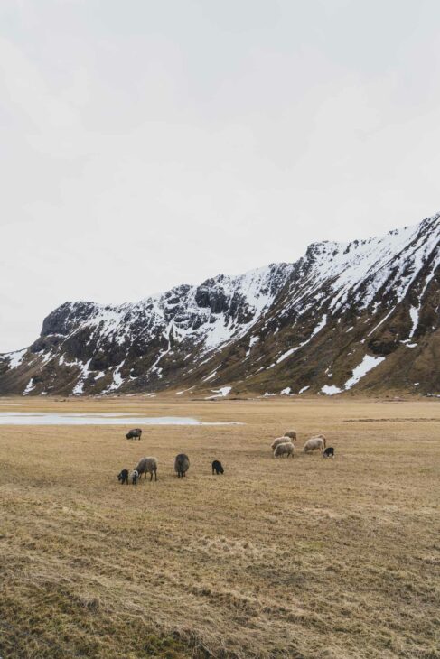 plaine avec des moutons vers unstad