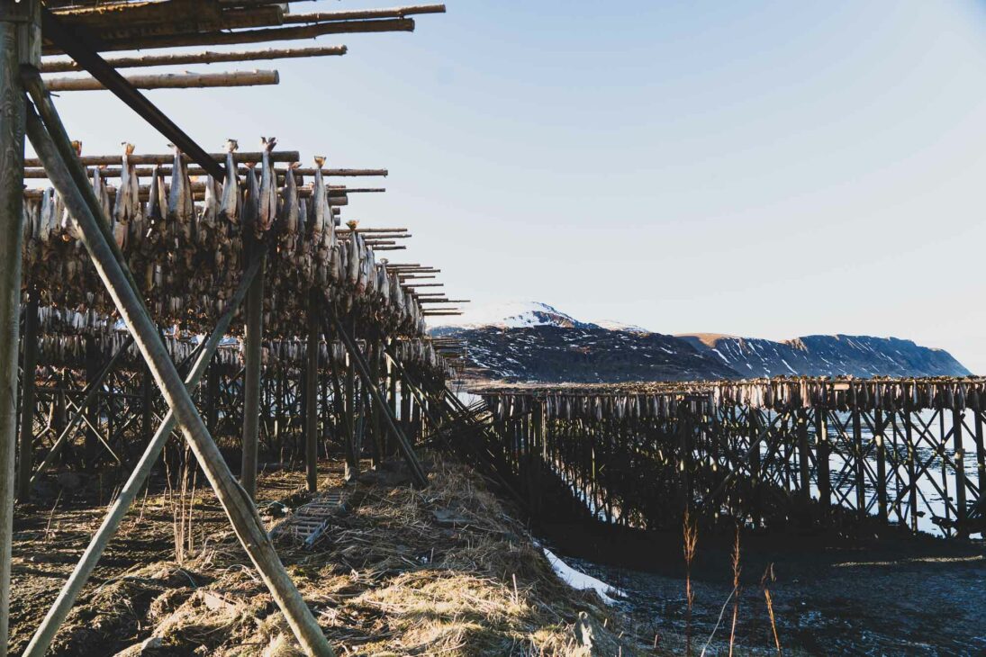 séchoir à cabillaud dans les îles Lofoten