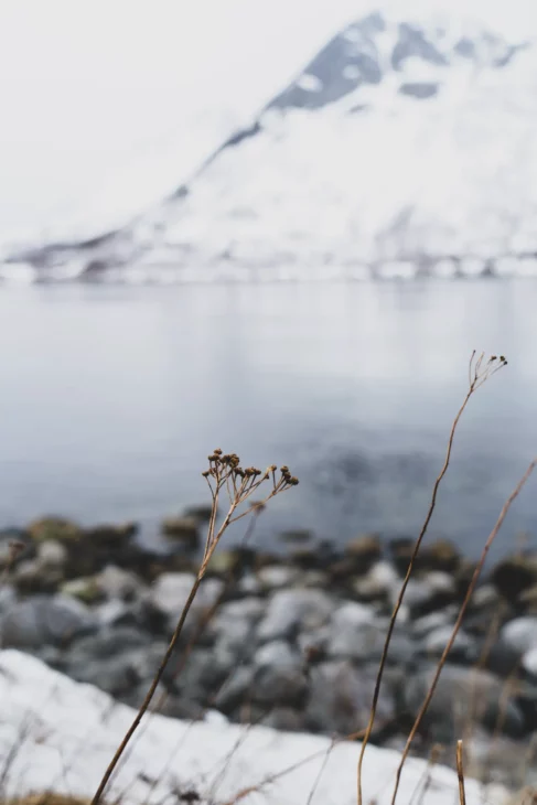 plantes arctiques à senja