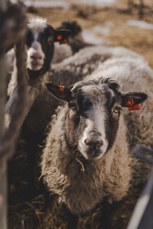 mouton marron dans les lofoten