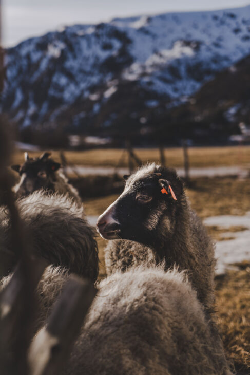 moutons marrons dans les lofoten