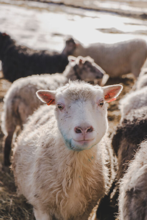 portrait d'un mignon mouton blanc