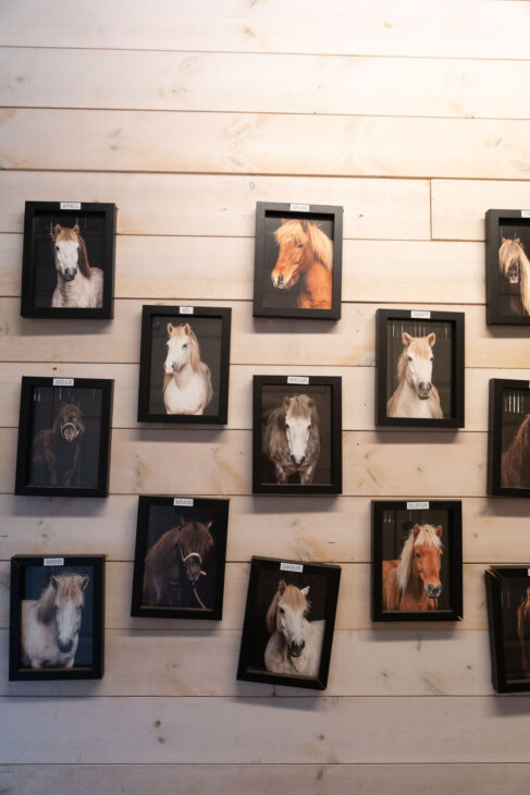 mur de portraits de chevaux