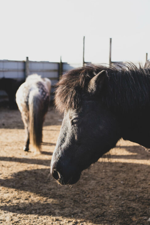 chevaux à Hov