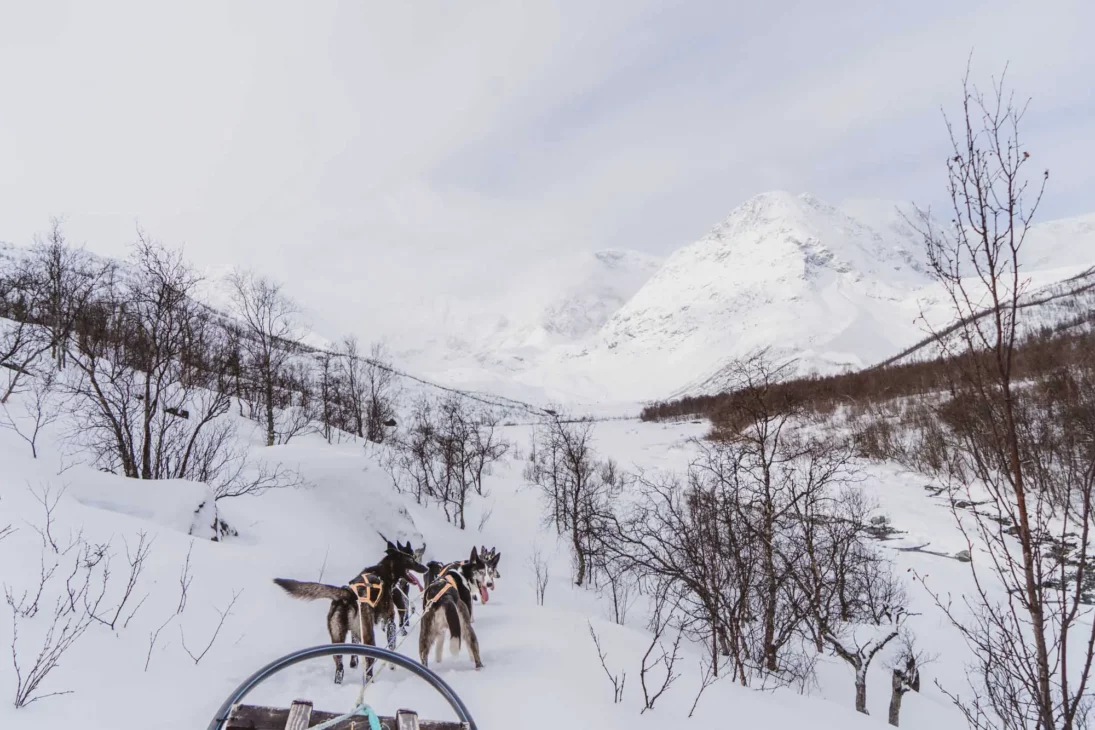 chien de traineau avec Team Lyngen