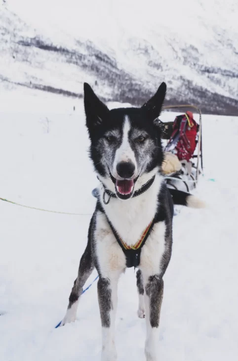 portrait d'un chien alaskan noir et blanc