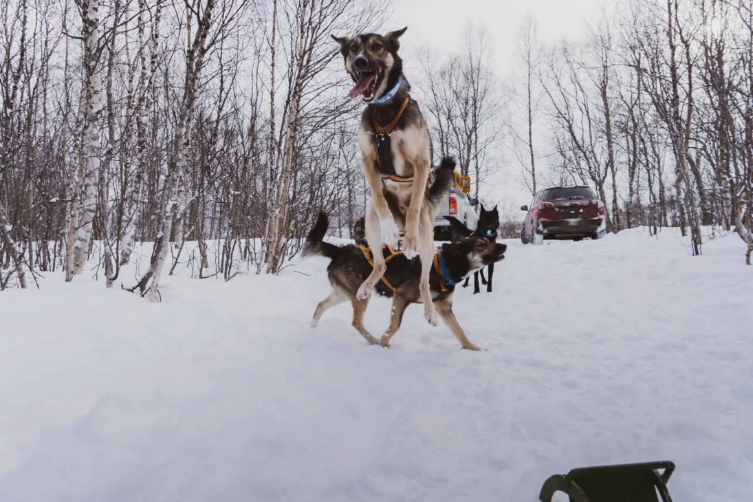 chien husky qui saute en l'air