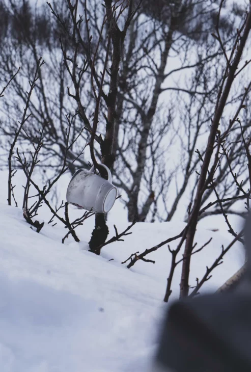 tasse dans un arbuste dans la neige