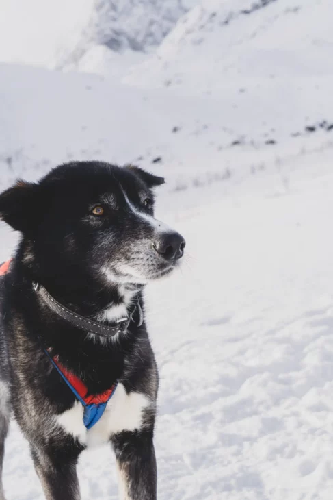 chien alaskan noir et blanc dans la neige