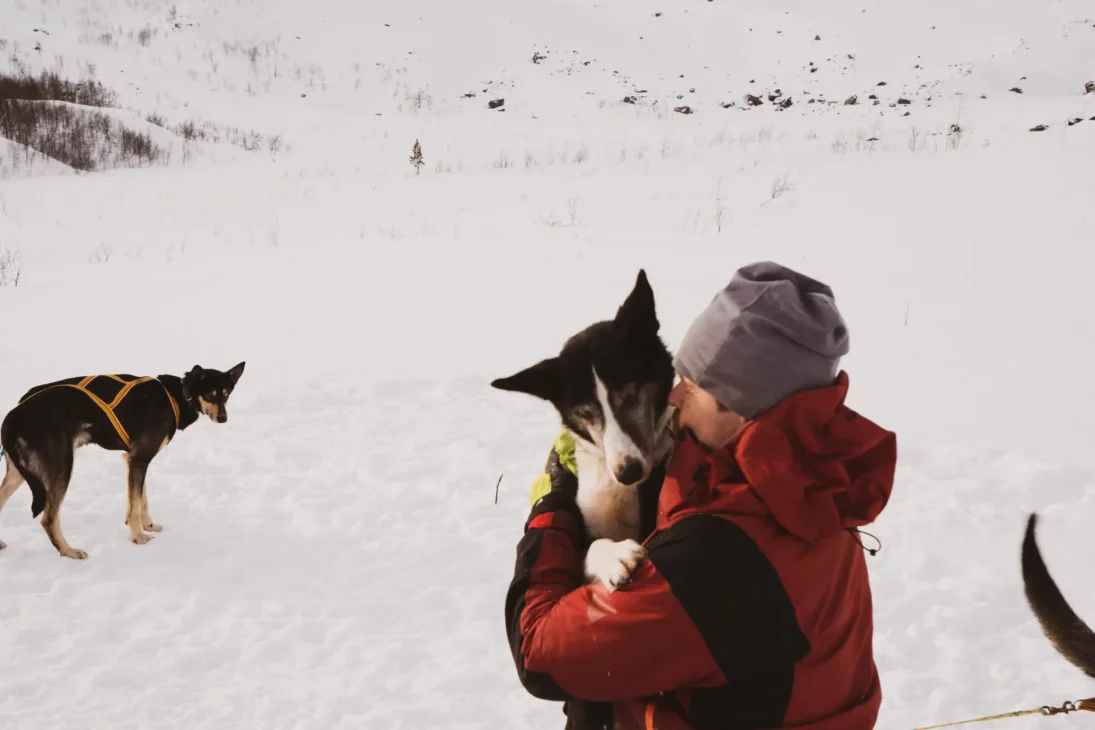 câlin avec un husky