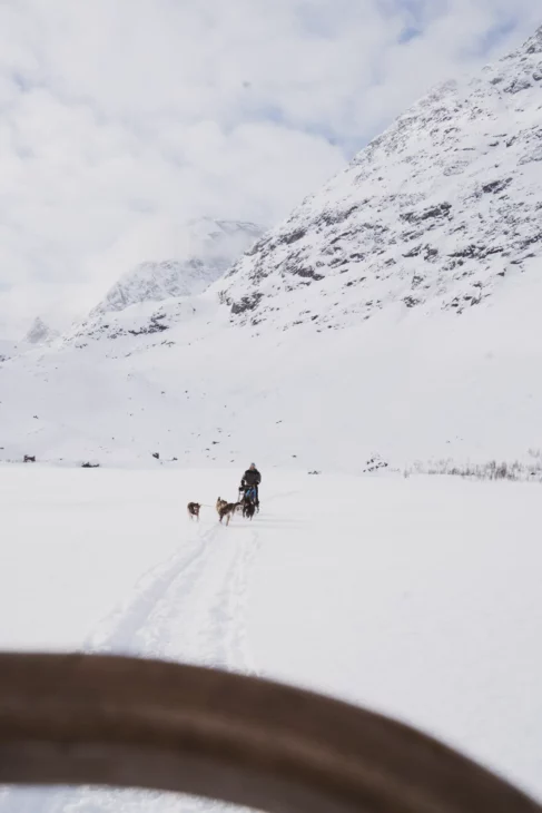 traineau à chien dans la poudreuse