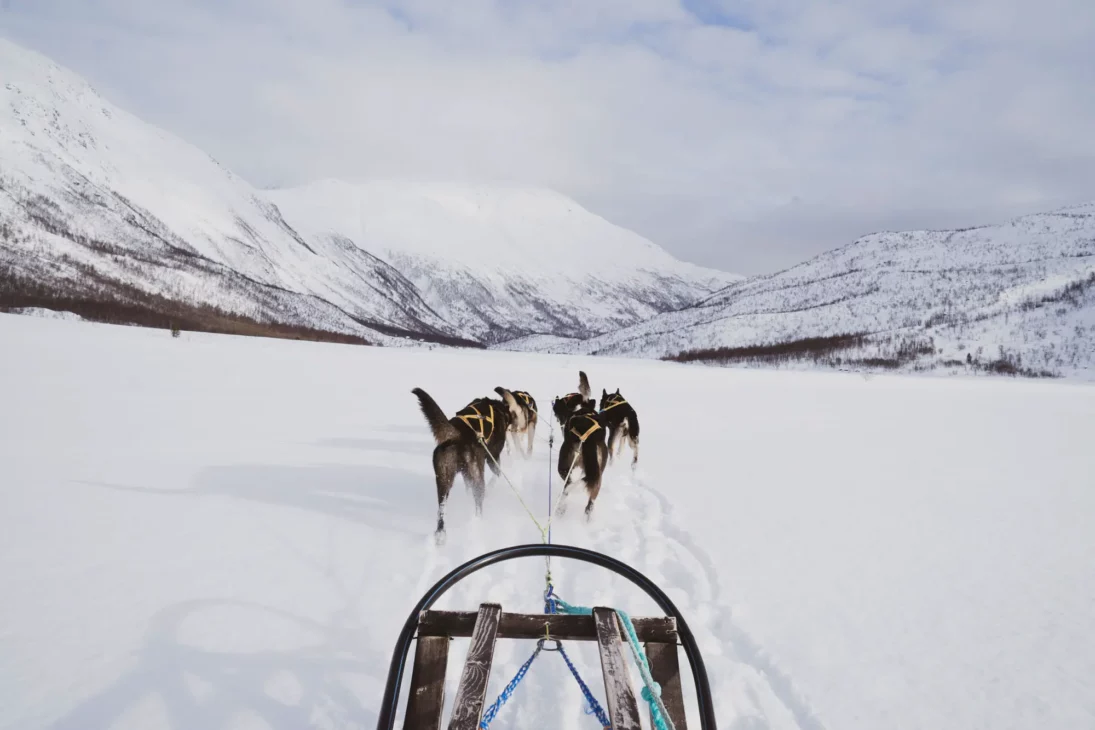 chien de traineau dans les alpes de lyngen