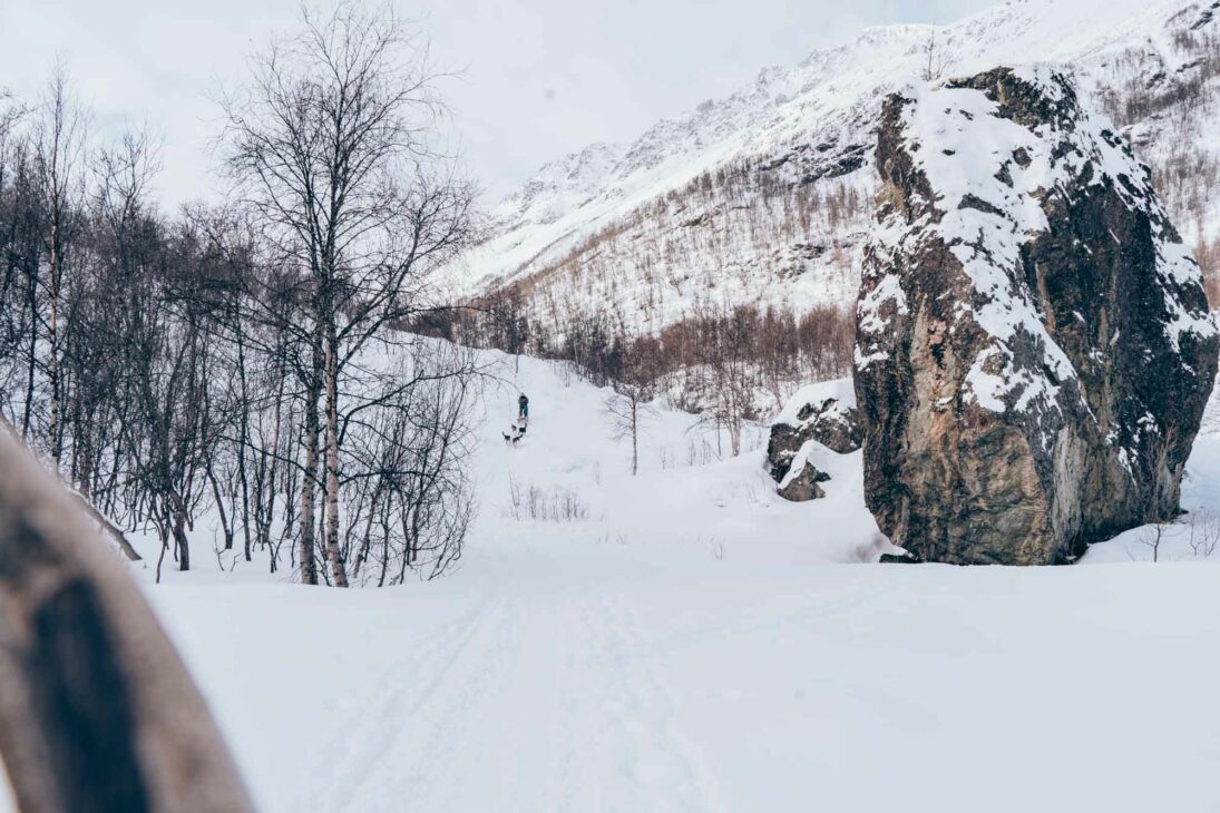 chien de traineau éthique et respectueux de la nature avec team lyngen