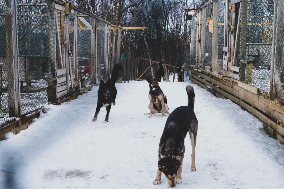 chiens de traineau de Team Lyngen