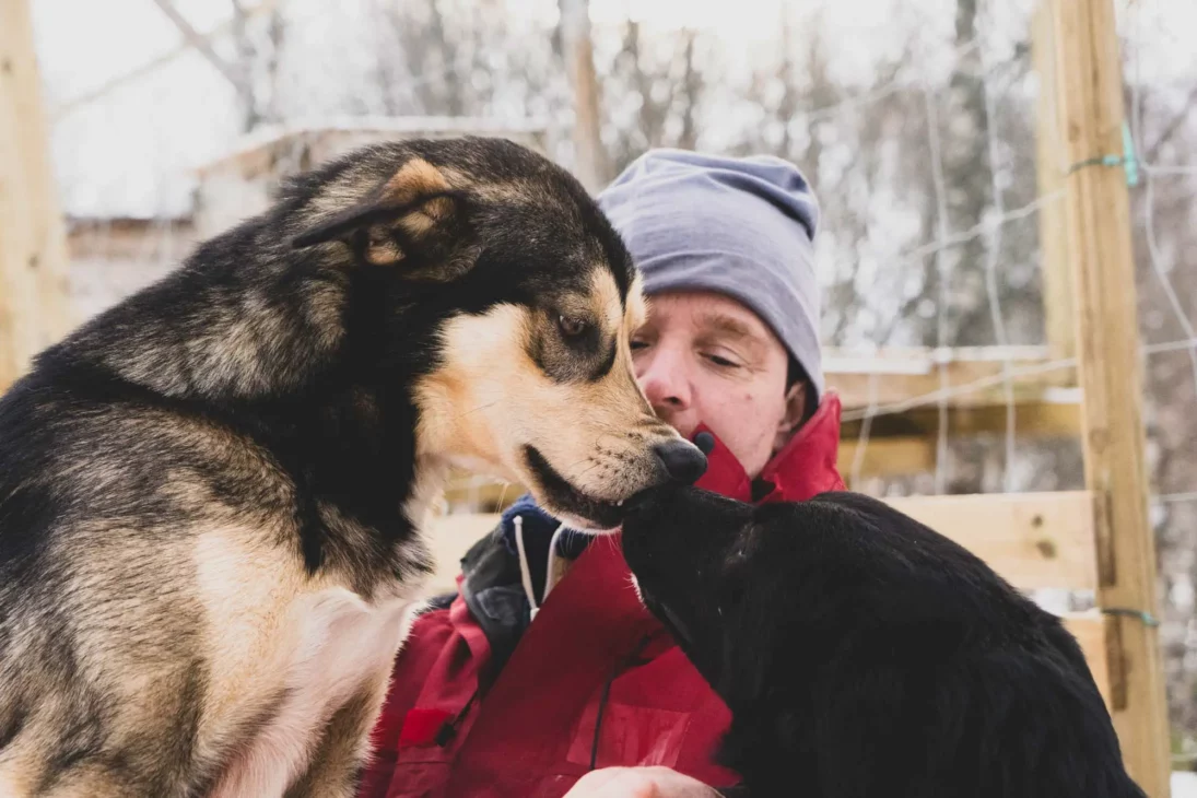 Tommy de Team Lyngen et un de ses chiens