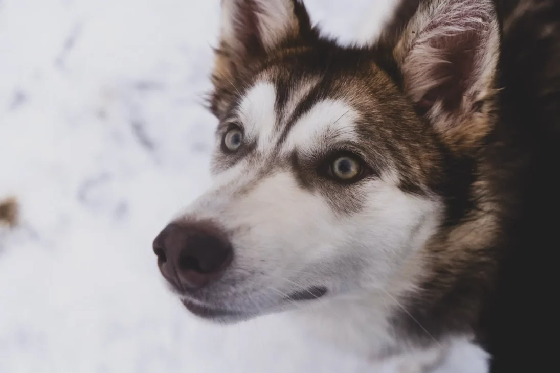 husky aux yeux vairons