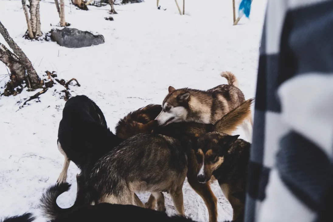 chien husky alaskan