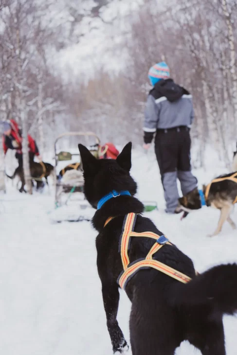 Une journée avec les chiens de traîneau à la découverte des Alpes de Lyngen