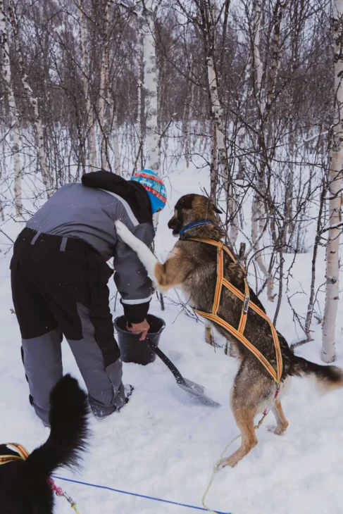 Une journée avec les chiens de traîneau à la découverte des Alpes de Lyngen