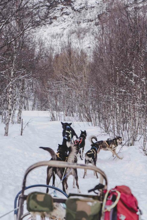 chiens alaskan et leur traineau