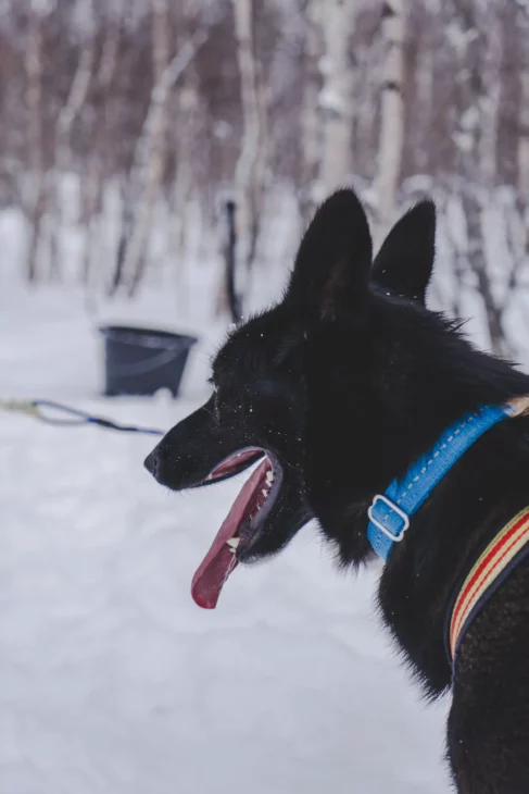 profil d'un chien husky alaskan noir avec un collier bleu